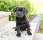 kr�sn� adoptovateln� labradorsky.males a female