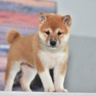 t�i adoptovateln� akita pro adopci zdarma.1 mu�i a 2 �eny