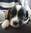 TIBETSK� TERI�R - �t��ata s PP