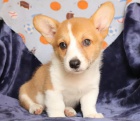 Vel�sk� Corgi Pembroke