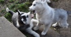 Sibi�sk� husky �tenata