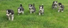 �tieniatk� sib�rsk� Husky