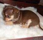 jablko hlava �ivava