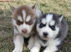 Sibi�sk� husky �t��ata s PP