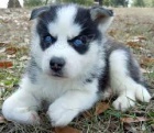 Sibirsk� husky - �tenata s PP