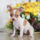 kr�sn� samec a samice �ivava �t��ata k adopci