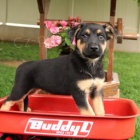 kr�sn� a hrav� �t��ata rotvajler� pro adopci