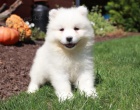 Dobrodru�n� Samoyed