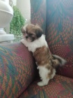 �t���tka shih-tzu