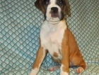 kr�sn� n�dhern� �t���tka boxer� pro adopci ji� byla o�kov�na a m� rodokmen