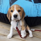 kr�sn� samce a samice �t��at beagle k adopci