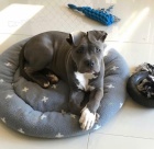 kr�sn� samec a samice americk� titbultier �t��ata k adopci