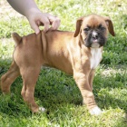 kr�sn� samec a samice boston terier �t��ata k adopci