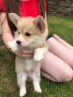 Rozko�n� vel�sk� Corgi
