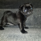 Ohromuj�c� mops �t��ata k dispozici