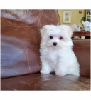 kr�sn� 3 m�s�ce star� mu�sk� a �ensk� maltsk� k adopci