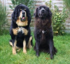 Tibetsk� doga �t��ata s PP 2019/20        