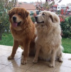 Tibetsk� doga �t��ata s PP 2019/20        