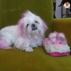 �t��ata Shih Tzu