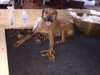 Rhodesian Ridgeback- �t���tka