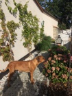 Rhodesian Ridgeback- �t���tka