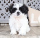 Prijmite teraz. N�dhern� a hrav� �teniatka samcov a sam�c shih tzu s� k dispoz�cii na adopciu