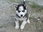 Sibi�sk� Husky �ist� plemeno na prodej