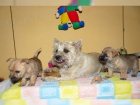 zdrav� �t��ata Cairn Terrier zoufale hledaj� nov� domovy