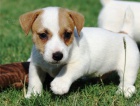 jack russell �t��ata pro adopci zdarma