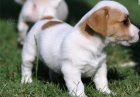 jack russell �t��ata pro adopci zdarma