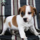 jack russell �t��ata pro adopci zdarma!