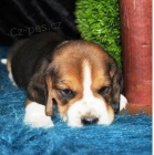 02 �t��at beagle zdarma k adopci!