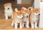 2 �t��at akita inu zdarma k adopci !!...