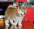 2 �t��at akita inu zdarma k adopci !!...