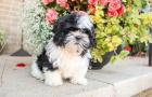 �t��at shih tzu zdarma k adopci !! 23
