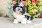 �t��at shih tzu zdarma k adopci !! 23