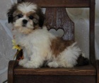 �t��at shih tzu zdarma k adopci !! 10