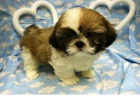 �t��at shih tzu zdarma k adopci !! 10
