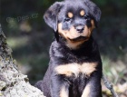 12 o�kovan�ch �t��at rotvajler zdarma k adopci !!