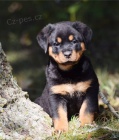 12 o�kovan�ch �t��at rotvajler zdarma k adopci !!