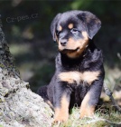 11 o�kovan�ch �t��at rotvajler zdarma k adopci !!