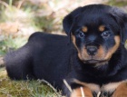 11 o�kovan�ch �t��at rotvajler zdarma k adopci !!