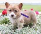 Sladk� vel�tina Corgi (Pembroke) �t��ata