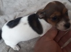K dispozici Miniaturn� �t��ata Jack Russell