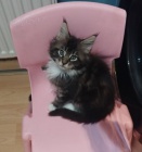 Ko�ata Mainsk� m�val�