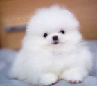 Pomeranian �t��ata k dispozici