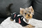 Fene�ka Yorkshire Terrier Mini s PP