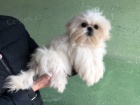 kr�sn� �t��ata shih-tzu