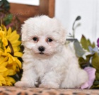 kr�sn� maltsk� �t���tka 