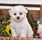 kr�sn� maltsk� �t���tka 